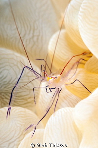 Bubble coral shrimp by Gleb Tolstov 